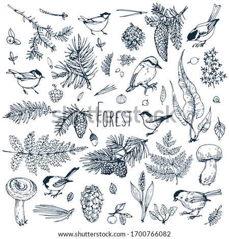 Forest collection set. Leaves, branches, plants, birds, berries, mushrooms . Hand drawn ink etching, black and white line art doodle sketch, stock vector illustration.