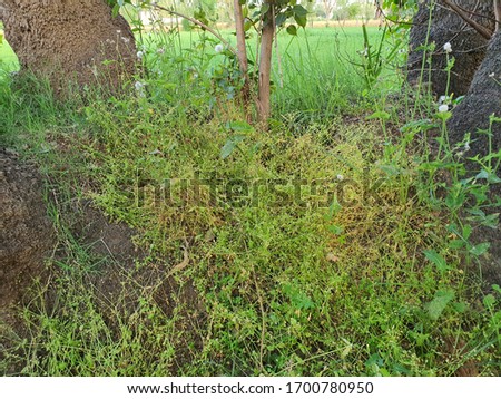 Thick Grass Is Growing Under The Date Palm Tree With Selective Focus