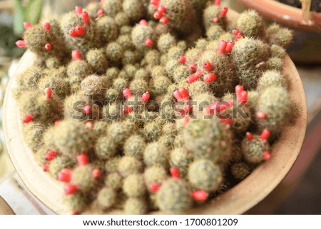 Vintage color soft light tone of cactus in Clay pots on wooden background. Image has shallow depth of field.