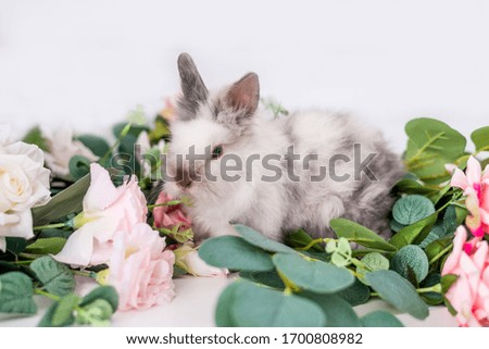 cute rabbit in flowers on a white background. Fluffy Easter Bunny.