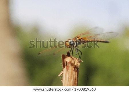 macro beautyful yellow and brown dragonfly resting on a wooden stick under sunlight