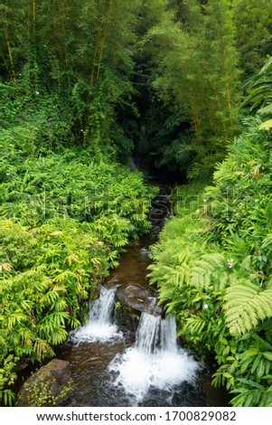A forest stream, Big Island, Hawai'i, US