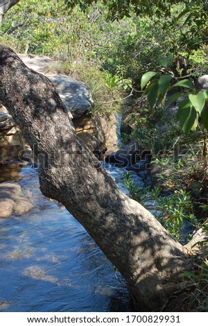 River spring in bonito forest mato grosso do sul pantanal brazil