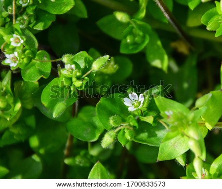 vegetable green fou grass flowers