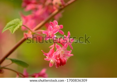 A flower clicked on a sunny day in a garden. The pink color of flower and the green background gives nice contrast to the overall picture.