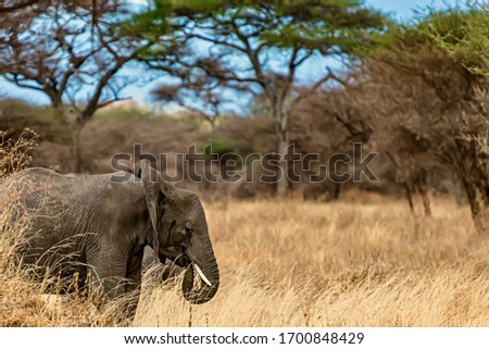 A closeup shot of a cute elephant walking on the dry grass in the wilderness