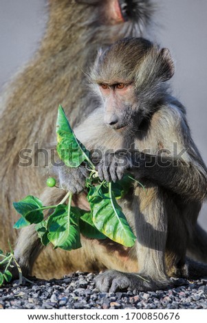 Hamadryas baboon Family eating Leaves on the Road, Djibouti