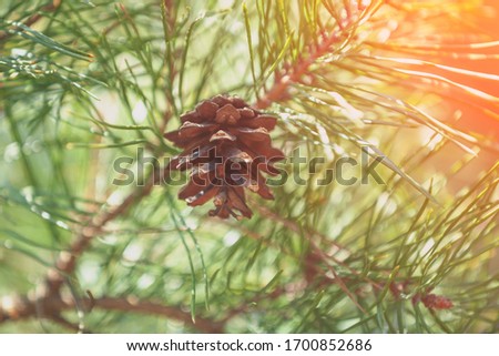Pinecone on the branch. Nature background