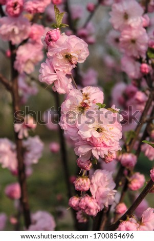 Blooming almond bush with tender pink flowers
