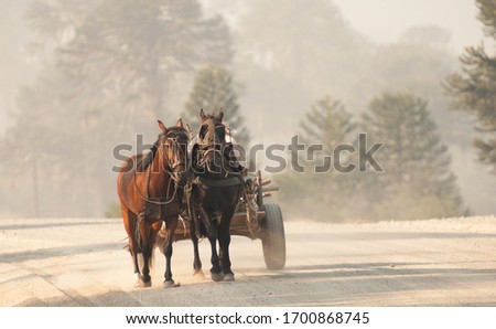 Horse wooden cart with two horses going down a dirt road with araucaria trees in the background. Royalty-Free Stock Photo #1700868745