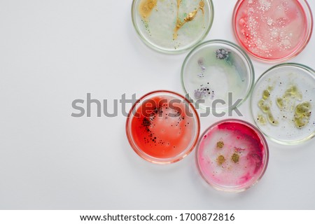 Viruses and bacteria in a Petri dish, studying the growth of bacteria on different samples in the laboratory. Bacterial and viral pathogens, concept. White background copy space. Royalty-Free Stock Photo #1700872816