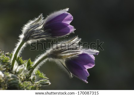 Common Pasque Flower, Gewoehnliche Kuechenschelle, Pulsatilla vulgaris, Germany Royalty-Free Stock Photo #170087315