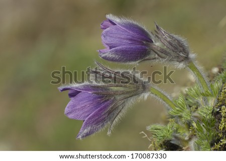 Common Pasque Flower, Gewoehnliche Kuechenschelle, Pulsatilla vulgaris, Germany Royalty-Free Stock Photo #170087330