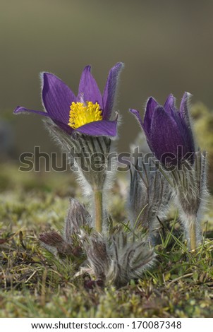 Common Pasque Flower, Gewoehnliche Kuechenschelle, Pulsatilla vulgaris, Germany Royalty-Free Stock Photo #170087348