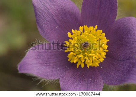 Common Pasque Flower, Gewoehnliche Kuechenschelle, Pulsatilla vulgaris, Germany Royalty-Free Stock Photo #170087444