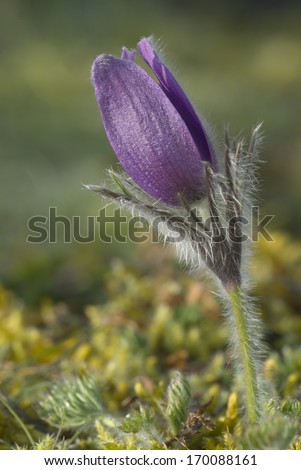 Gewoehnliche Kuechenschelle, Pulsatilla vulgaris, Common pasque flower, Germany Royalty-Free Stock Photo #170088161