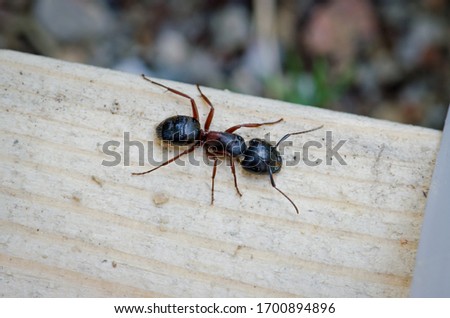 Carpenter Ant Insects Up Close Royalty-Free Stock Photo #1700894896