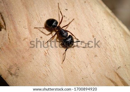 Carpenter Ant Insects Up Close Royalty-Free Stock Photo #1700894920