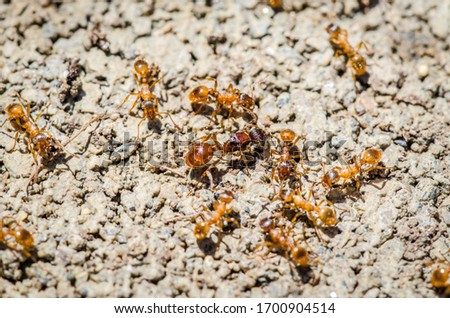 Fire Ant Insects Up Close Pest