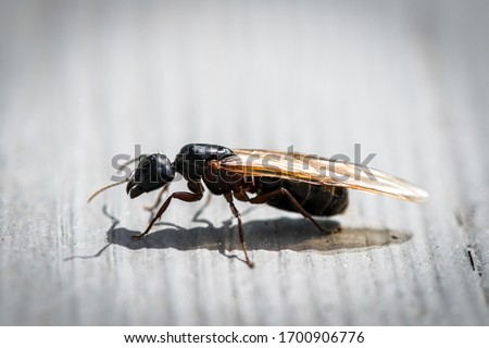 Flying Carpenter Ant Insect Pest Up Close Royalty-Free Stock Photo #1700906776