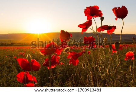 Field of poppies against the setting sun Royalty-Free Stock Photo #1700913481