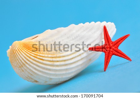 seashell and red starfish on blue background, shoot in studio