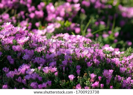 Beautiful photograph of Common Purple Lampranthus flowers.
Scientific Name: Lampranthus Zeyheri