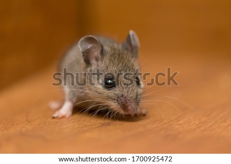 Mouse Rodent Up Close Pest Royalty-Free Stock Photo #1700925472