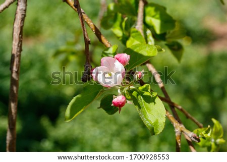 Apple Tree in Spring Blossom