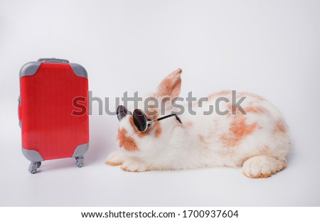 A small adorable bunny or rabbit is sitting next to red luggage and wearing sunglasses. They are stuff for holidays or vacation at the beach.