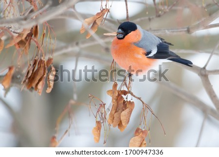 Common bullfinch, Pyrrhula pyrrhula. A frosty winter day. A male bird sits on a branch and eats seeds of maple,  