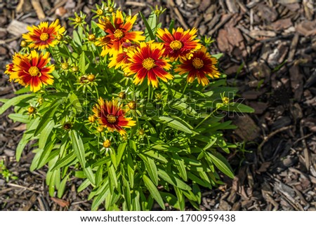Yellow and orange flowers in a garden bed on a sunny morning. Royalty-Free Stock Photo #1700959438