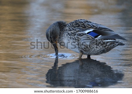 Close up of Mallard Ducks - Anas platyrhynchos relaxing in pond