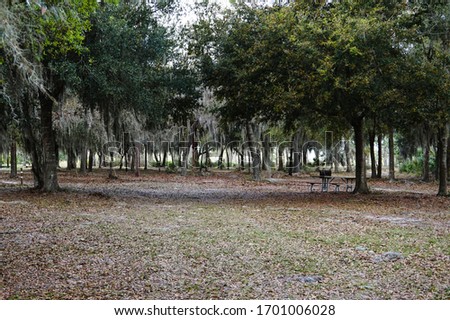 Beautiful forest with sunlight coming through the trees at Lake Manatee State Park in Florida. In the background, a picnic table in against a tree. 