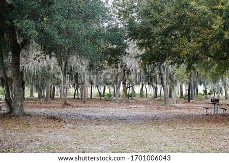 Beautiful forest with sunlight coming through the trees at Lake Manatee State Park in Florida. In the background, a picnic table in against a tree. 
