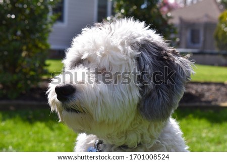 Up Close Picture Of A Sheepadoodle Puppy