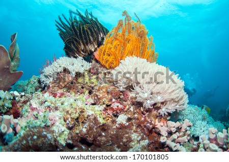 Beautiful coral reef in Anilao, Philippine.