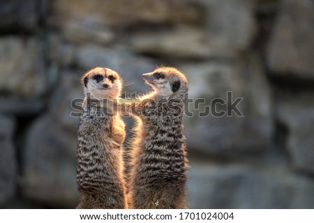 two meerkats standing and take care