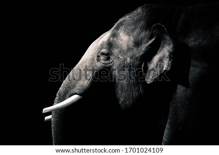 black and white elephant in sun