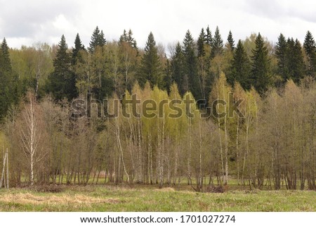 Panorama of the forest in the countryside. 