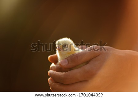 Human hands holding a little yellow chick. No people. Copy space,sunset light Royalty-Free Stock Photo #1701044359
