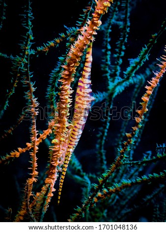 Tozeuma Armatum Shrimp (Needle Shrimp, Saw Blade Shrimp or Gorgonian Shrimp). It live on the whip coral. Underwater macro shot in Thailand.
