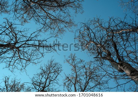 Tree branches against the blue sky. Aspen Grove. Spring is a clear day. Bottom view of the trees.