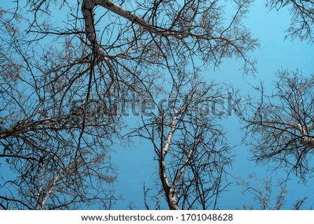 Tree branches against the blue sky. Aspen Grove. Spring is a clear day. Bottom view of the trees.