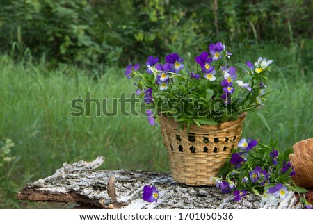 A bouquet of three-colored violets in a small basket on the background of a forest clearing. Space for text.
