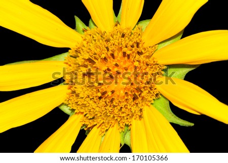 yellow flower on a black background