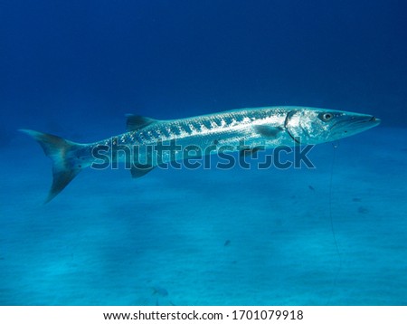 A close encounter with the barracuda fish at the bottom of the Caribbean Royalty-Free Stock Photo #1701079918