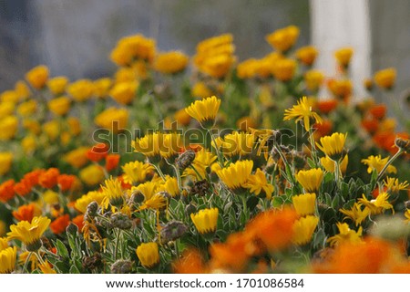orange and yellow marigold calendula flower