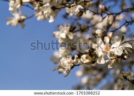 Branches of a star magnolia tree