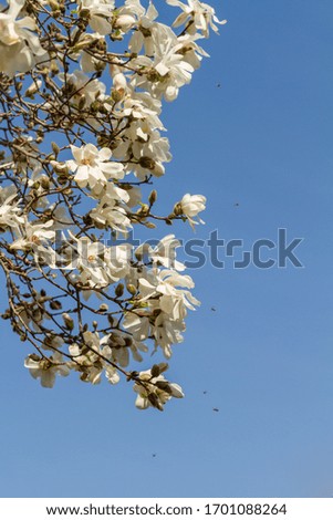 Bees coming to pollinate a star magnolia tree